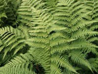 Hardy Fern Dryopteris stewartii